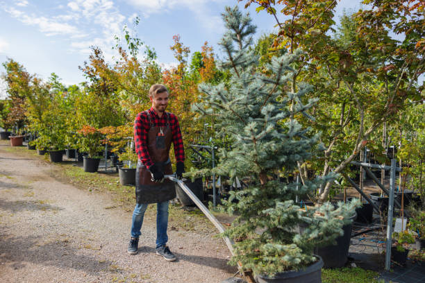 Best Tree Removal  in Verona, WI